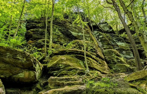 Картинка green, forest, trees, nature, rocks, stones, moss, cliff