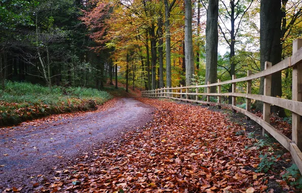 Картинка дорога, осень, листья, забор