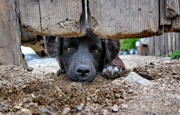 Взгляд, друг, собака