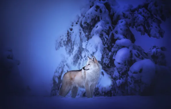 Картинка зима, снег, собака, Чехословацкий влчак, Чехословацкая волчья собака