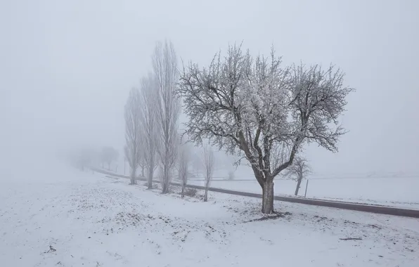 Картинка зима, дорога, туман