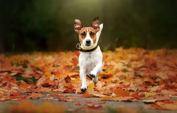 Картинка осень, собака, прогулка, опавшие листья, Джек-рассел-терьер, Екатерина Кикоть