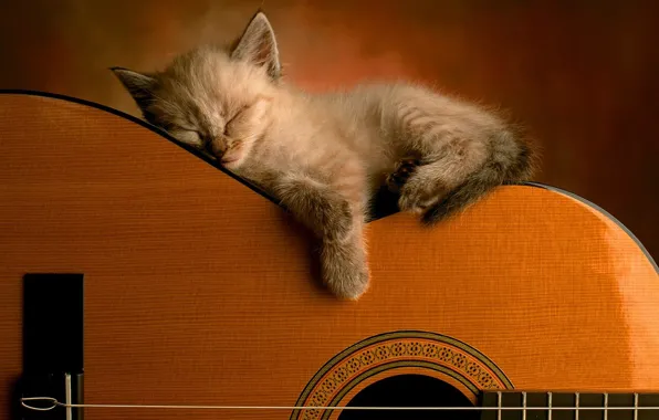 Кошка, гитара, котёнок