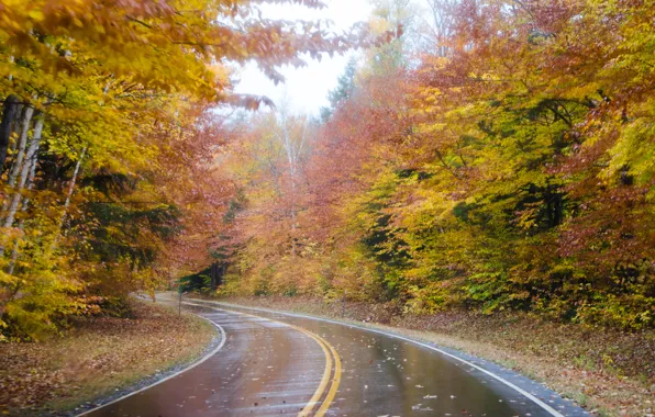 Картинка дорога, осень, лес, деревья, туман, дождь, forest, Nature