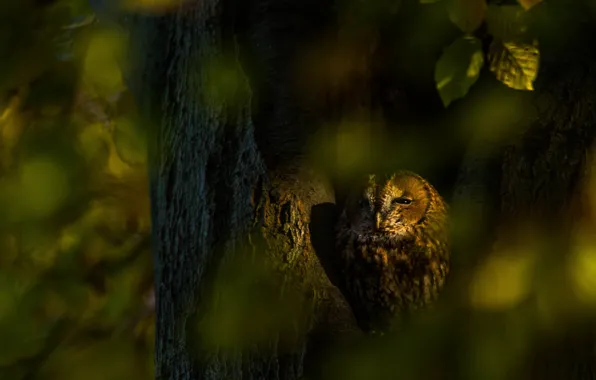 Осень, взгляд, листья, свет, деревья, темный фон, сова, птица