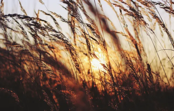 Картинка трава, солнце, закат