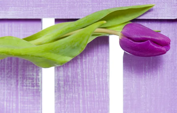 Картинка цветы, фиолетовые, тюльпаны