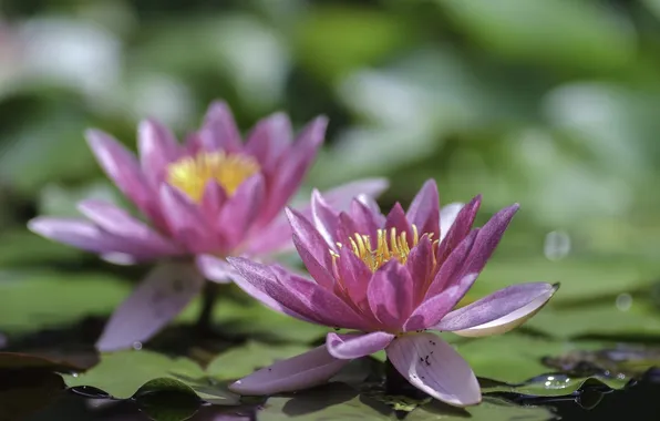 Картинка листья, вода, цветы, лилии