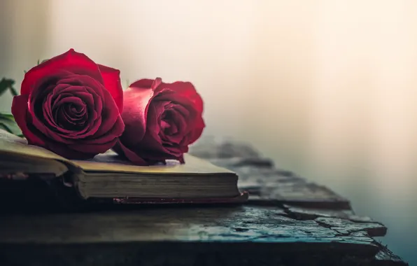 Цветы, розы, книга