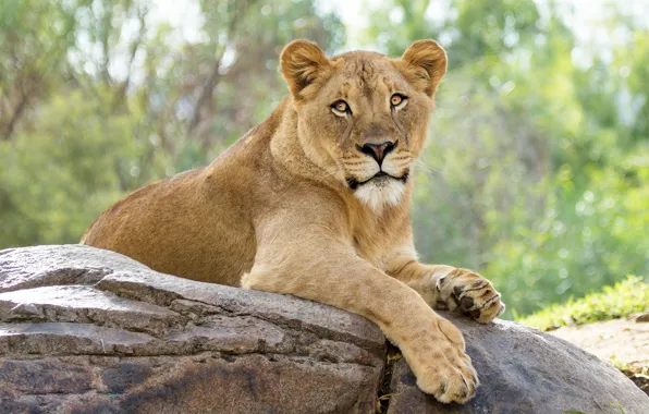 Картинка взгляд, морда, природа, поза, камни, фон, лапы, красавица