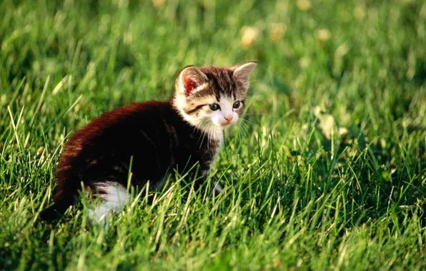 Картинка кошка, трава, кот, котенок, киска, киса, cat, котэ