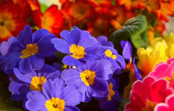 Цветочки, Flowers, Colors, Примула, Синие цветочки