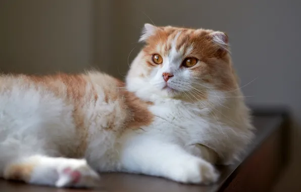 Кошка, кот, фон, лежит, красотка, вислоухая, белая с рыжим