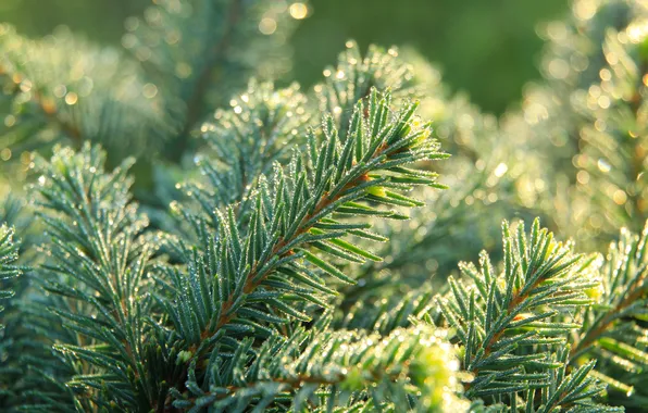 Drops, dew, spruce, twig