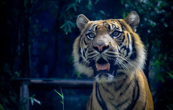 Кошка, хищник, суматранский тигр