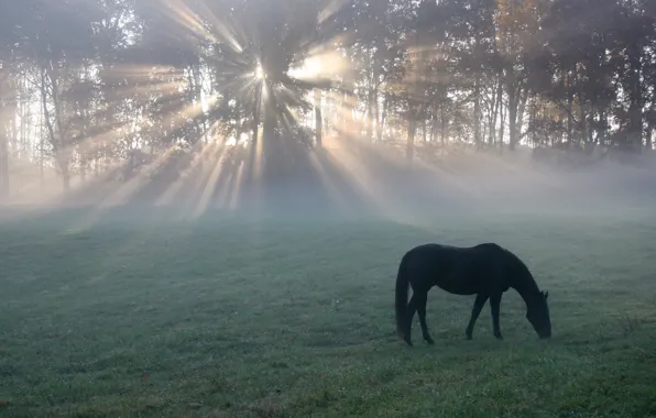 Картинка поле, конь, утро, light, horse