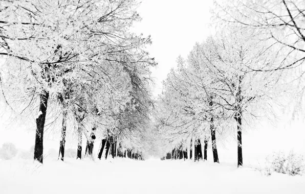 Зима, снег, деревья, природа, дерево, вид, метель