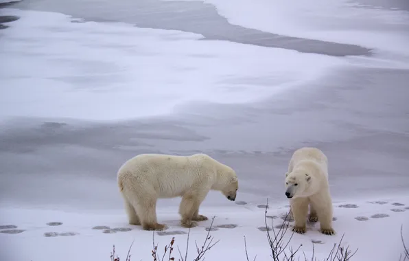 Картинка снег, следы, Арктика, Белые медведи
