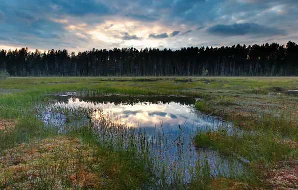 Лес, трава, облака, деревья, озерце