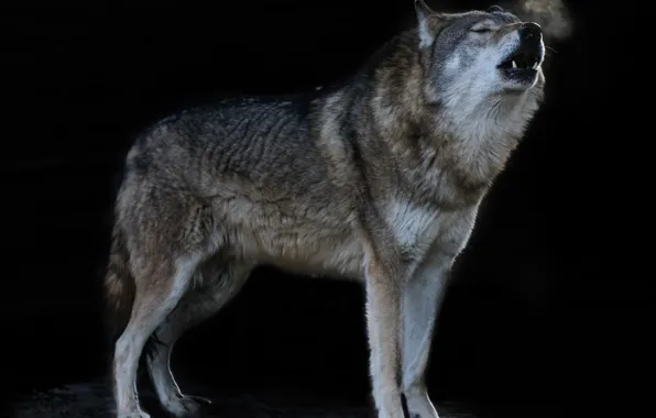Картинка nature, predator, animal, wolf, wildlife, howling, Canis lupus, portrait.
