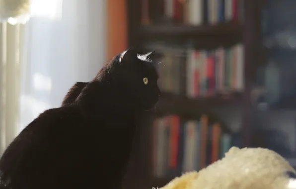 Картинка кошка, кот, черный