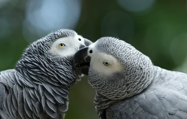 Любовь, поцелуй, пара, попугаи