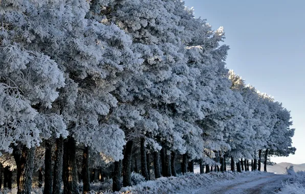 Картинка зима, дорога, лес