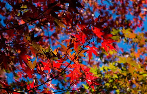 Картинка осень, небо, листья, ветки, клен, багрянец