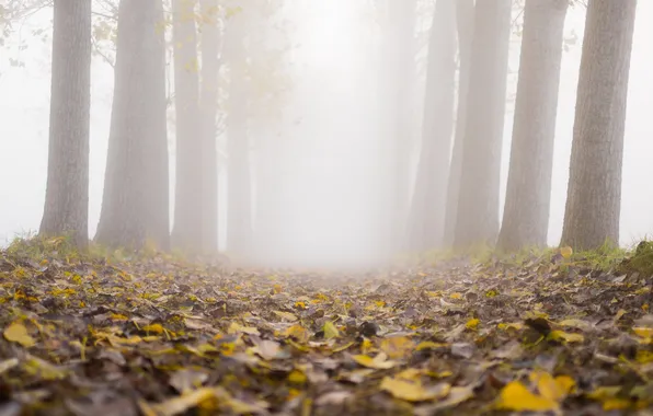 Картинка листья, туман, утро