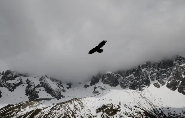 Картинка облака, снег, горы, туман, птица, орел, вершины, mountains
