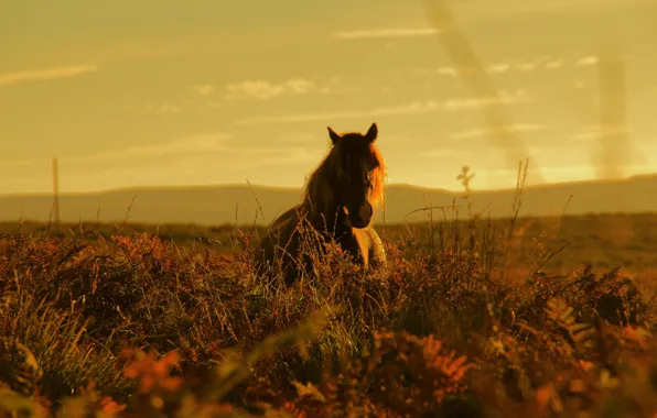 Sunset, hills, horse, countryside, wildlife, sunny