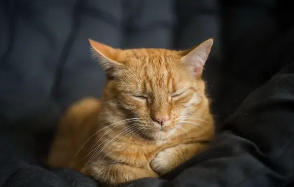 Кошка, уют, дом