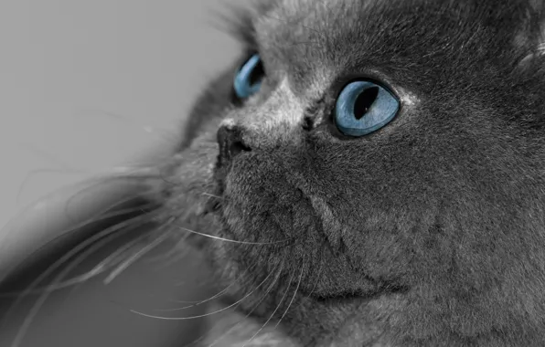 Кошка, глаза, кот, взгляд, серый, голубые