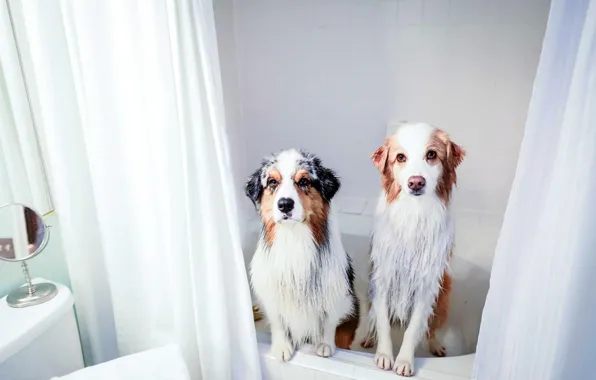 Собаки, дом, ванна