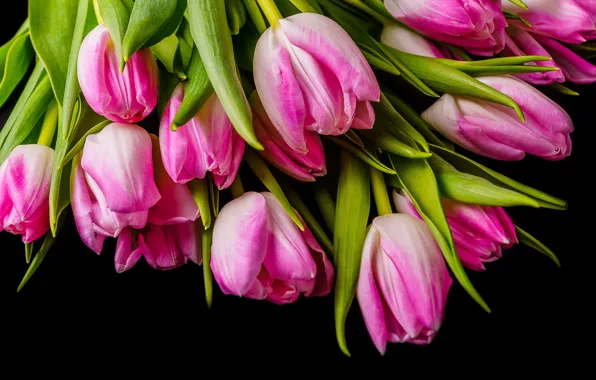 Цветы, тюльпаны, розовые, pink, flowers, tulips, spring