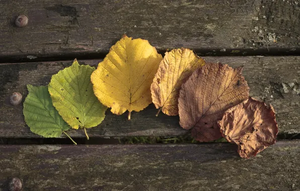 Осень, листья, Autumn, leaves