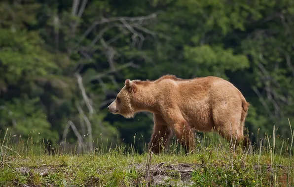 Картинка природа, фон, медведь