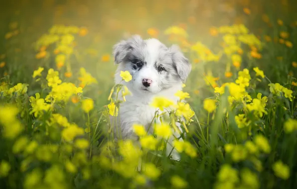 Картинка цветы, собака, щенок, боке, Бордер-колли