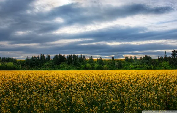 Nature, town, farm