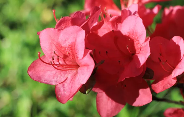 Red, flower, azalea
