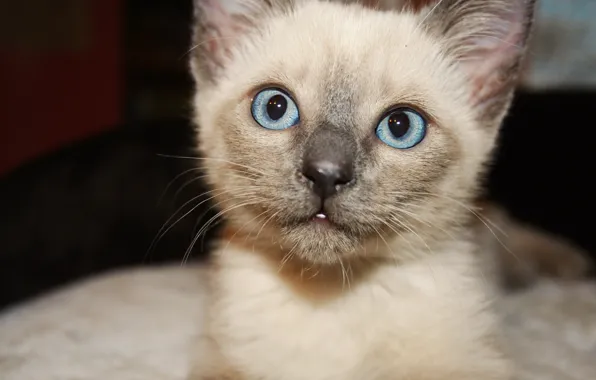 Кошка, глаза, голубые