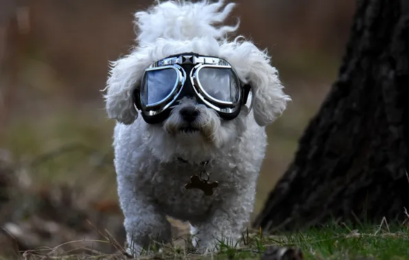 Собака, очки, болонка