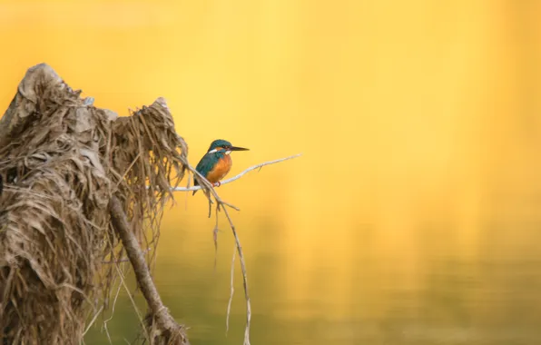 Bird, water, Alcedo atthis, straw