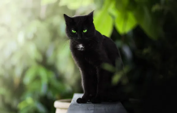 Картинка кошка, взгляд, зелёные глаза, боке, чёрная кошка