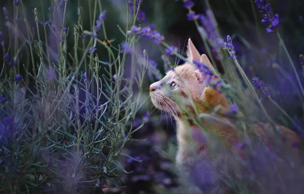 Картинка кошка, лето, кот, взгляд, морда, цветы, природа, поляна