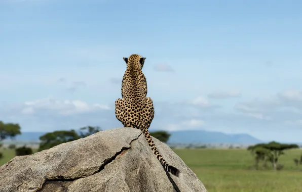 Cat, wildlife, big cat, .Leopard
