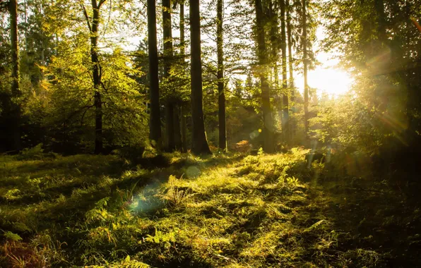 Лес, деревья, солнечный свет