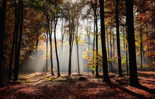 Картинка осень, лес, листья, деревья, light, sunshine, forest, лучи света