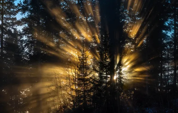 Лес, лучи, свет, деревья, природа