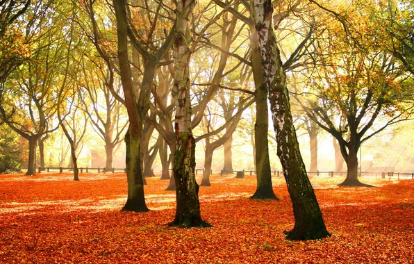 Осень, листья, деревья, красочный, багряный, убор, Autumn forest